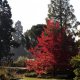 Autumnal tree, Cambridge Botanical Gardens